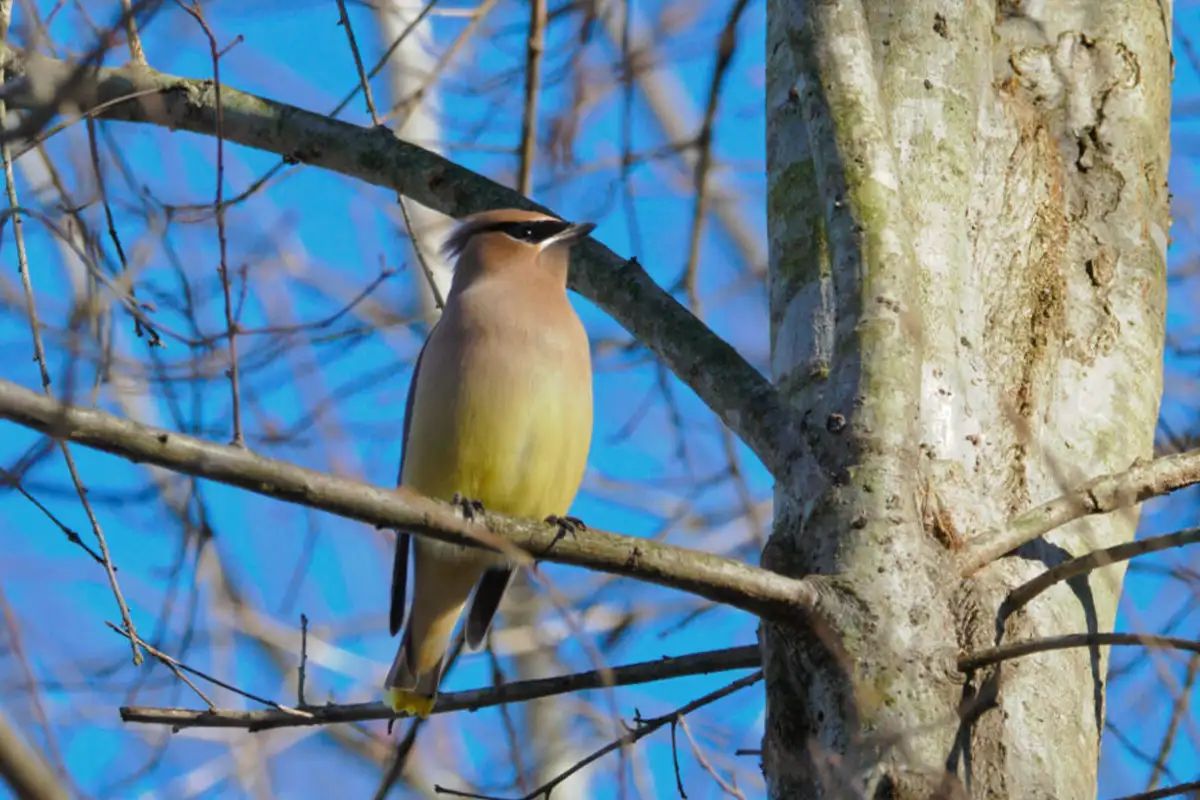 A Bird at Manassas Battlefield Park Outing