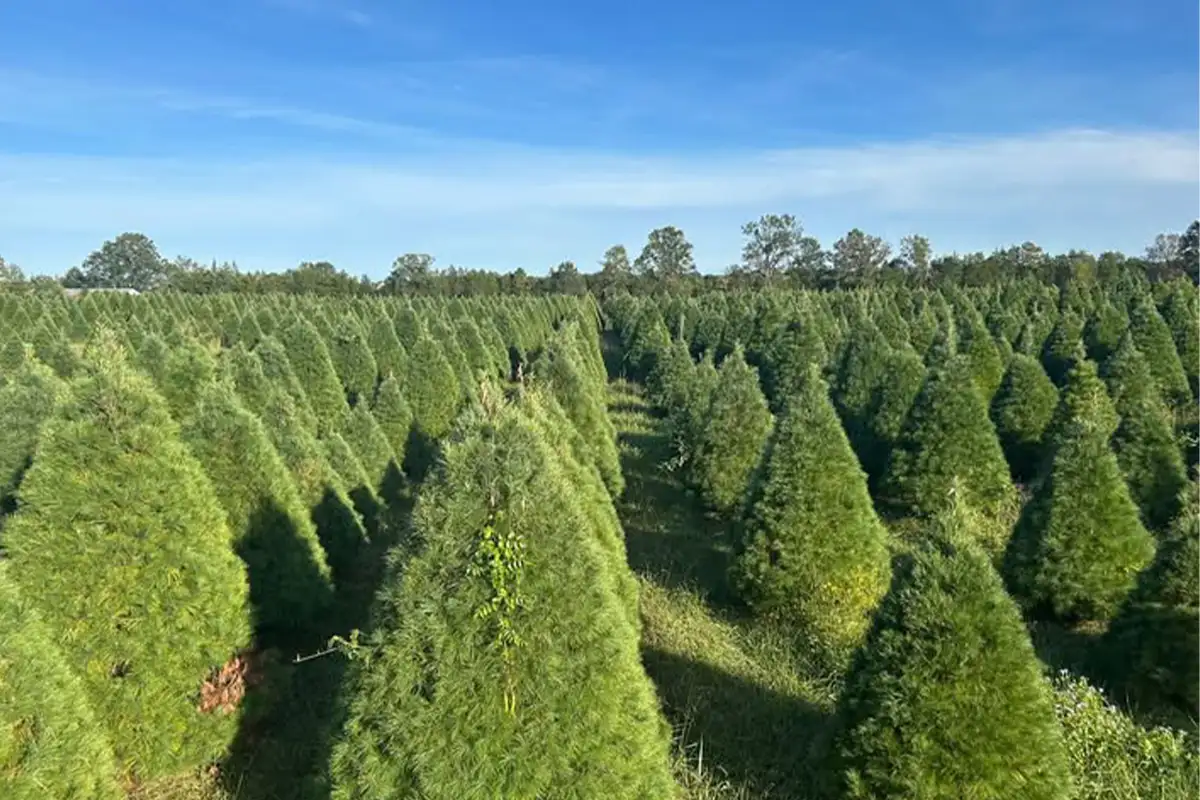 the trees at Evergreen Acres Christmas Tree Farm in Nokesville, VA