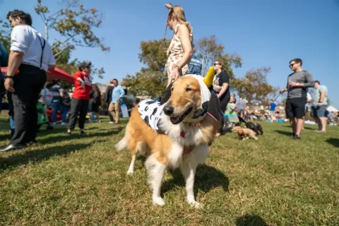Collie in cow costume at festival