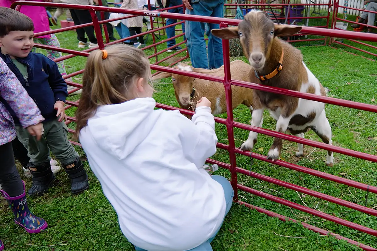 Children feeding two goats enclosed inside a metal bar square at a festival