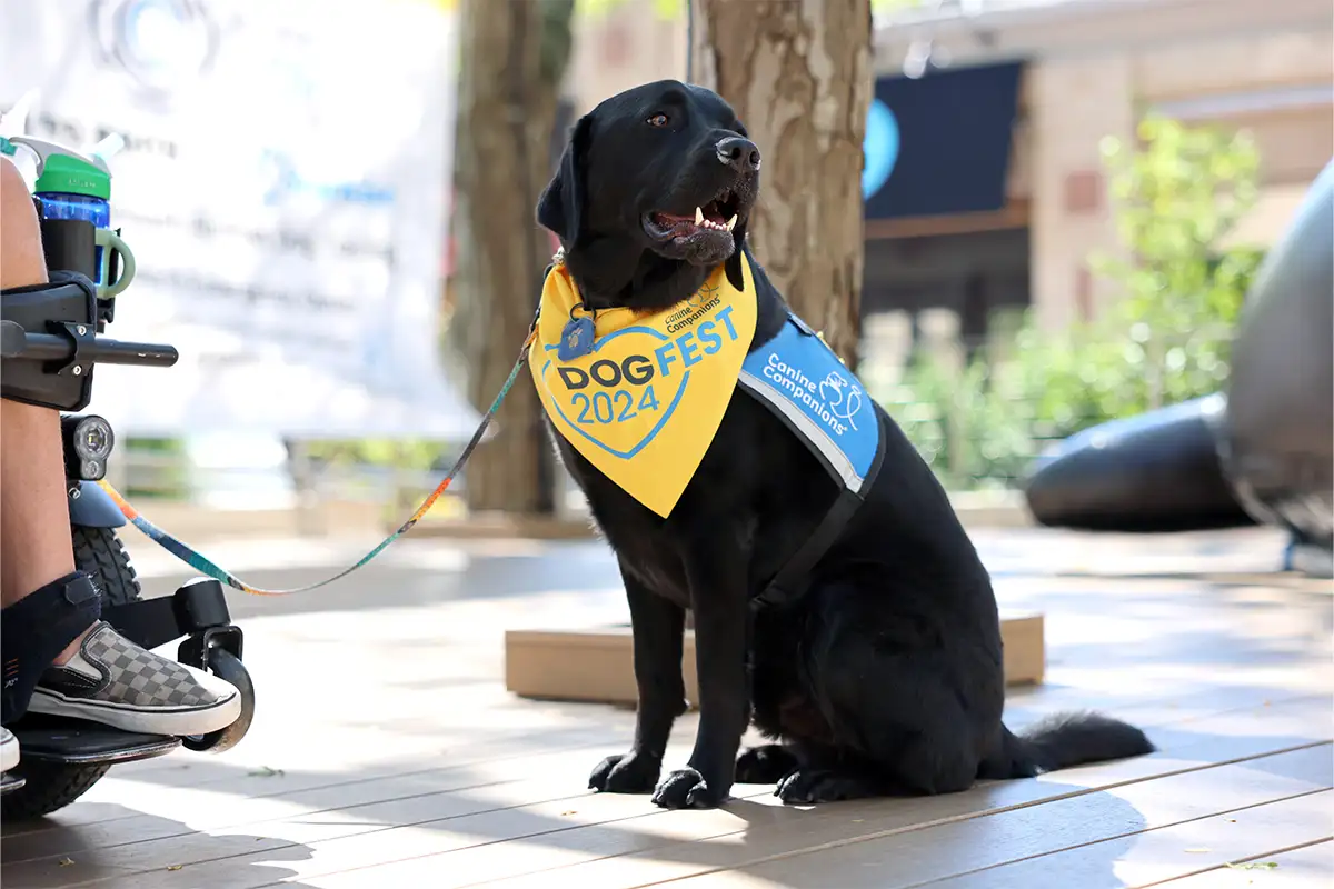 Black lab service next to handler in wheelchair