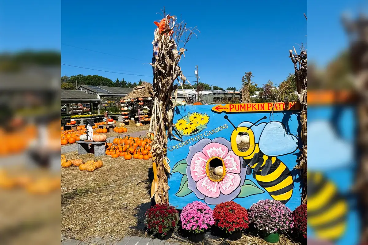 Outdoor fall display within a garden market. There is a wooden painted bee sign next to a cornstalk and behind a row of mums.