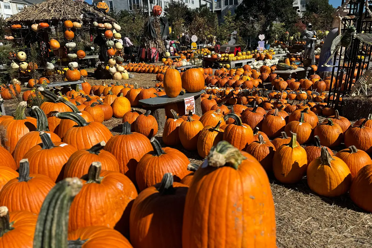 Pumpkin patch inside garden center next to hut made of pumpkins and outdoor Halloween decor