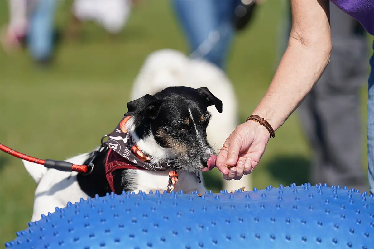 Jack Russel on an agility course being led by a treat