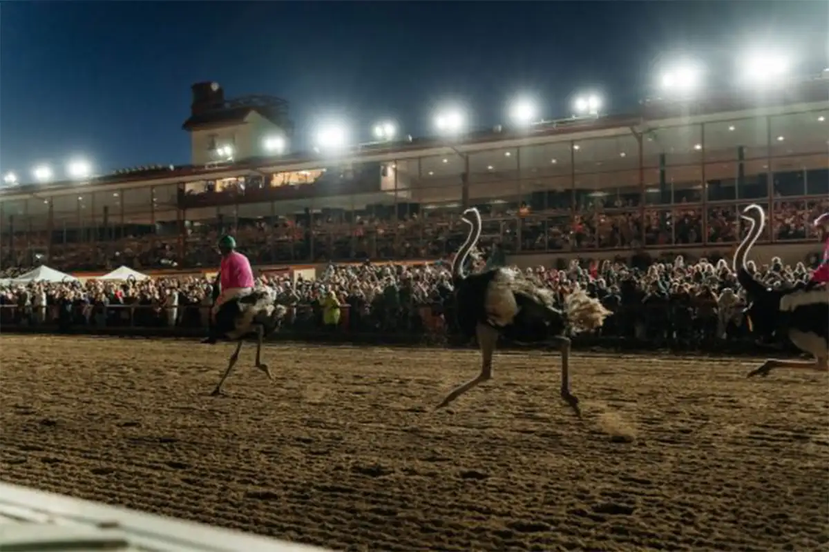 ostrich race at Charles Town Casino